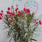 Oleander obyčajný (Nerium oleander) ČERVENÝ – výška 150–170 cm, obvod kmeňa 8/10 cm, kont. C18L, na kmienku